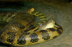 1962年浙江巨型海蛇,體型最大的蛇類