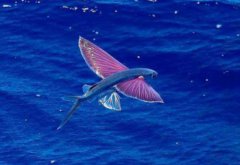 世上真的有飛魚嗎,世界上飛的最遠的魚