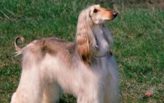 世界上最丑的狗狗圖片,世界上最漂亮的狗Top5