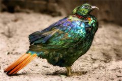 世界上最丑的雞圖片，世界上最美麗的雞