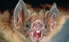 世界上最大的蝙蝠叫什么名字，世界上最罕見的蝙蝠