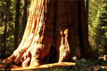 世界上最大的植物是什么植物，世界上最大的植物排名