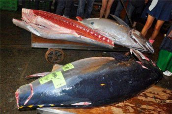 世界上最貴的十種魚(yú)，世界上最貴的魚(yú)是什么