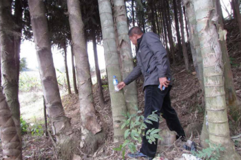 世界上最高的竹子有多高，世界上最大的竹子品種