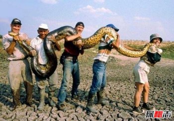 世界最大蟒蛇100000米，世界上最大的蛇類