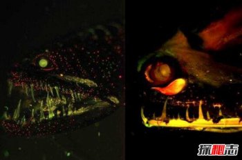 世界深海十大怪物，十大深海未知巨型恐怖生物