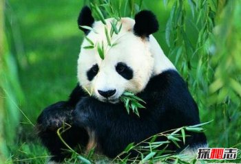 中國(guó)活化石有哪些動(dòng)物植物，全球七大動(dòng)物活化石