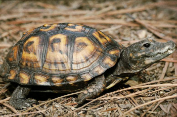 烏龜不能隨便養嗎，為什么說養烏龜很邪門