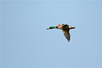 人類的祖先鳥類，鳥類的祖先是什么鳥