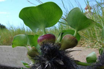 什么動物吃水葫蘆，水葫蘆的天敵是什么