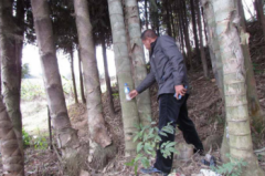 世界上最高的竹子有多高，世界上最大的竹子品種