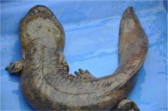 世界最大的娃娃魚,世界上最大的娃娃魚是什么