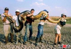 世界最大蟒蛇100000米,世界上最大的蛇類