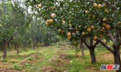 世界上面積最大的國家,蘋果產量最多的10大國家