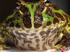 世界的青蛙品種大全，全世界最漂亮的10種青蛙