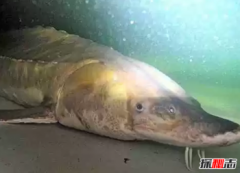 中國十大兇猛淡水魚有哪些，世界最大的十種淡水魚排名