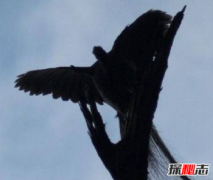 中國四大神獸真的存在嗎,四大神獸真的存在過嗎