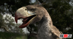 中國恐怖案件,史上最兇殘鳥巨型恐怖鳥