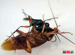 什么動物對人類最忠誠，世界十大最忠實的動物