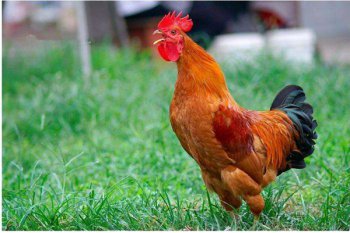 公雞打鳴會持續(xù)多久，早上公雞為什么固定時間打鳴