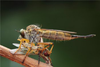 體型很大的蒼蠅，世界上最大的蒼蠅是什么