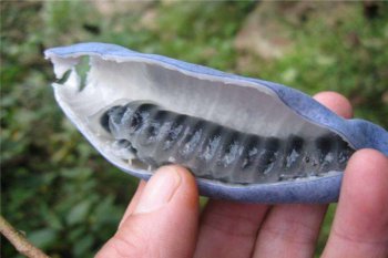 全球最罕見的水果,世界上最罕見的10種水果