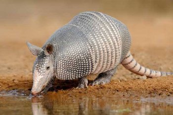 動物明星犰狳是什么意思,犰狳是什么樣子的