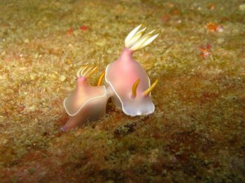 動物界雌雄同體的動物，十大雌雄同體動物