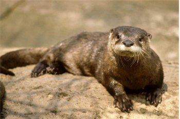 北方有水獺嗎，世界上最大的水獺是什么
