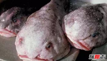 十大巨型淡水魚排名，世界上最嚇人的十大魚類