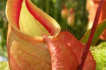 十大恐怖食蟲植物，世界上最恐怖的植物