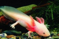 六角龍一直在魚缸里游，六角龍魚為什么不用圓缸