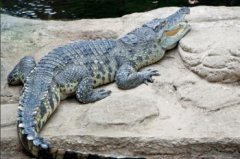 養一條寵物鱷魚犯法嗎，暹羅鱷
