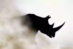 典型的灰犀牛事件有哪些,灰犀牛事件是什么意思