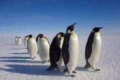 企鵝是什么動物類群，企鵝是什么動物類型