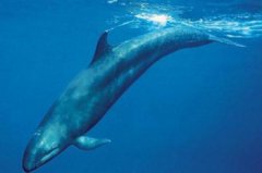 偽虎鯨怕大白鯊,偽虎鯨