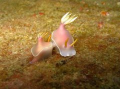 動物界雌雄同體的動物，十大雌雄同體動物