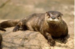 北方有水獺嗎,世界上最大的水獺是什么