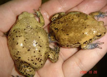 氣蛤蟆是青蛙還是蟾蜍