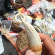 怎么鑒別老虎牙真假