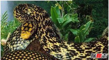 國(guó)家為什么不挖袁天罡墓,長(zhǎng)白山老人參靈異事件