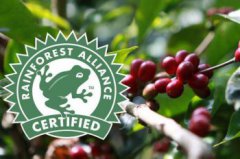 咖啡豆排行榜前十名,十大最好的咖啡豆