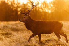 四大神獸為啥怕四不像,四不像是什么動物