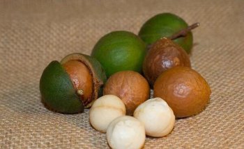 夏威夷果可以和松子一起吃嗎，夏威夷果和香蕉可以一起吃嗎