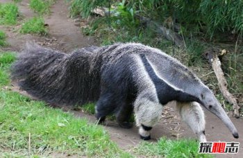 大食蟻獸長什么樣子,世界上最大的食蟻獸