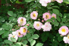 天下第一香是啥花，世界上最香的花