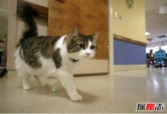 奧斯卡是只大貓咪微博是什么,死神貓咪奧斯卡的精準預言