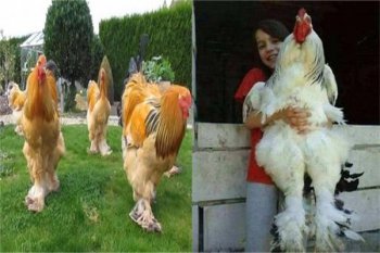 婆羅門雞在中國好養嗎，婆羅門雞禁止買賣原因是什么