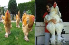 婆羅門雞在中國好養嗎，婆羅門雞禁止買賣原因是什么