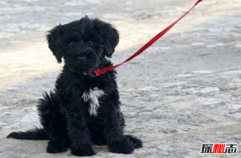 安靜不擾民的小型犬，什么狗適合家養(yǎng)